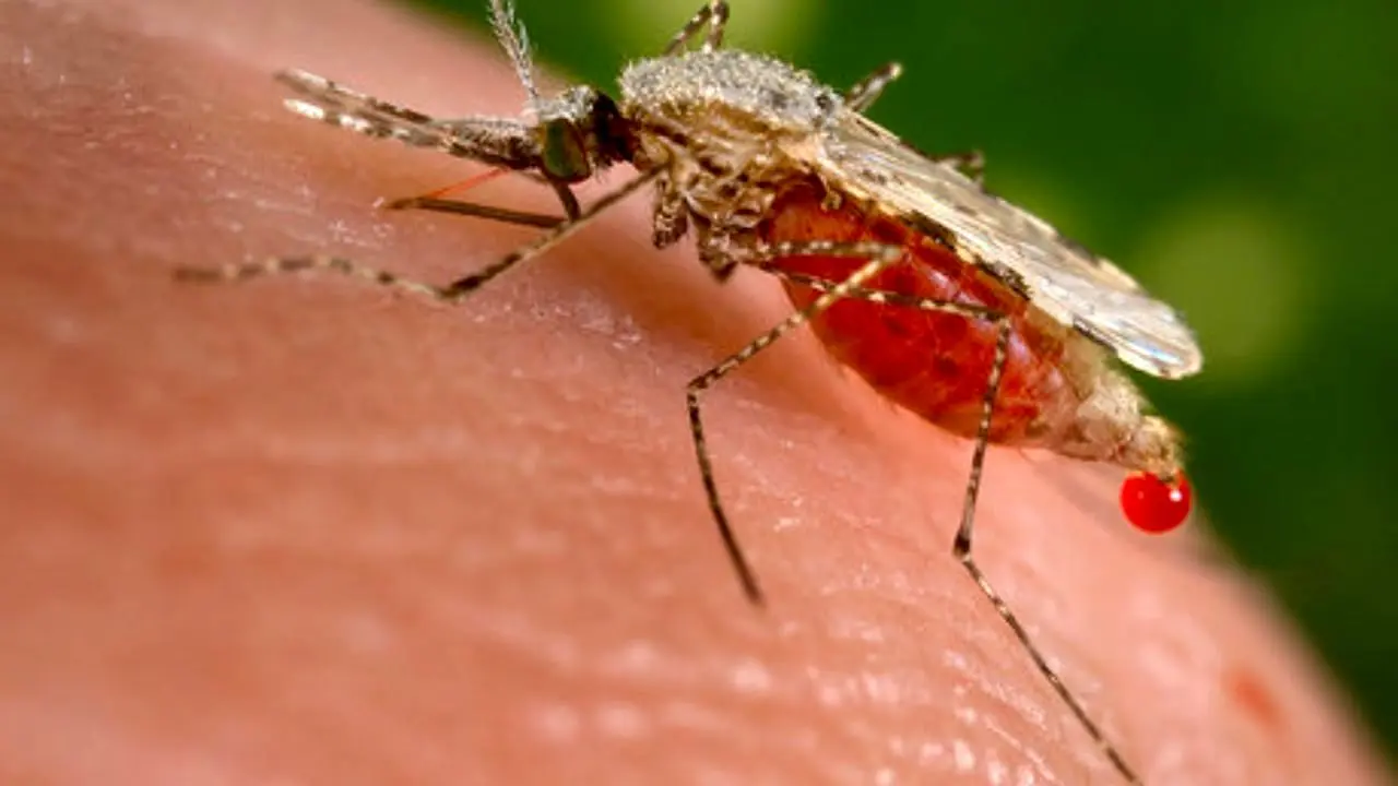 تقدیر سازمان بهداشت جهانی از برنامه حذف مالاریا در ایران در اجلاس ژنو