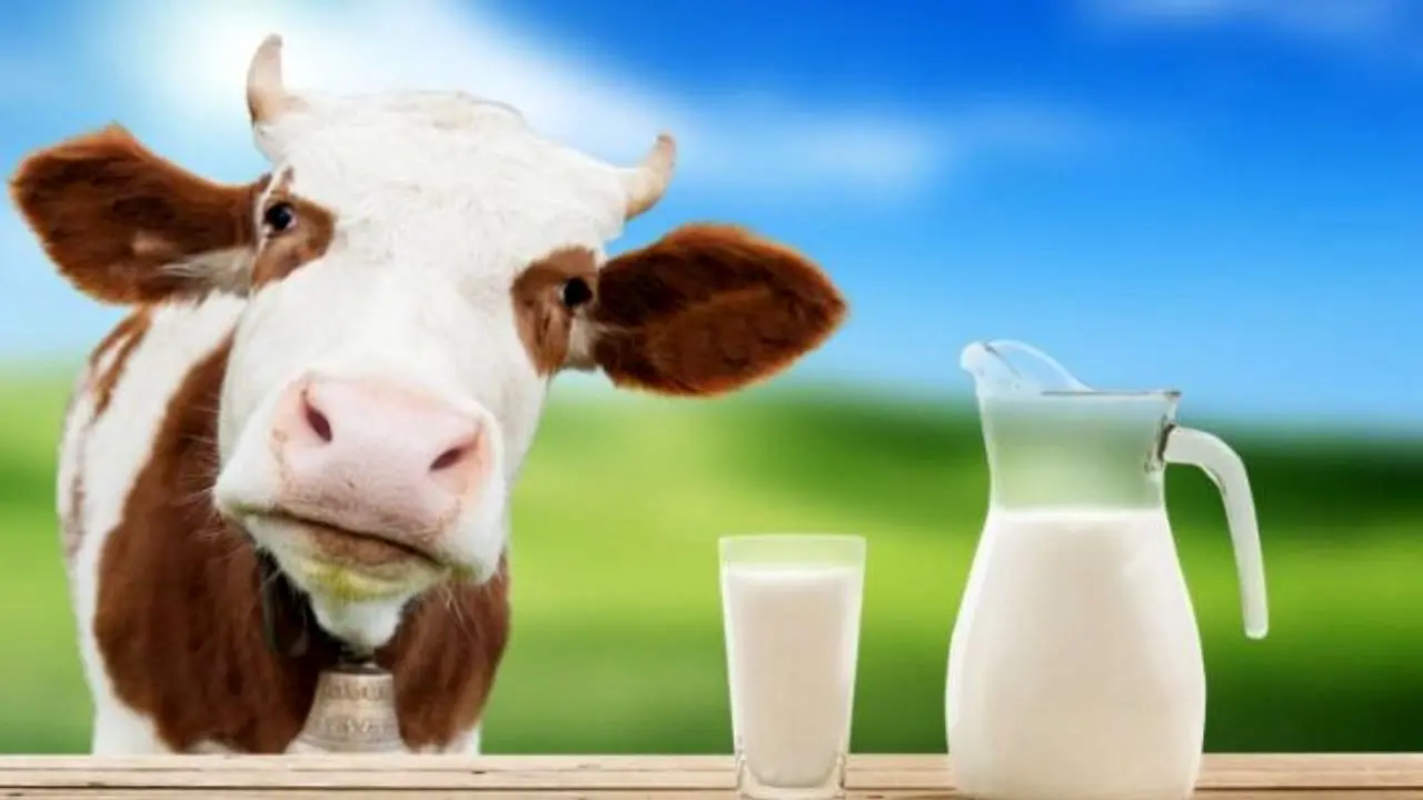 صنایع لبنی:خرید شیر 50 درصد کاهش یافته/دامداران:تولید 8 درصد بیشتر شده است
