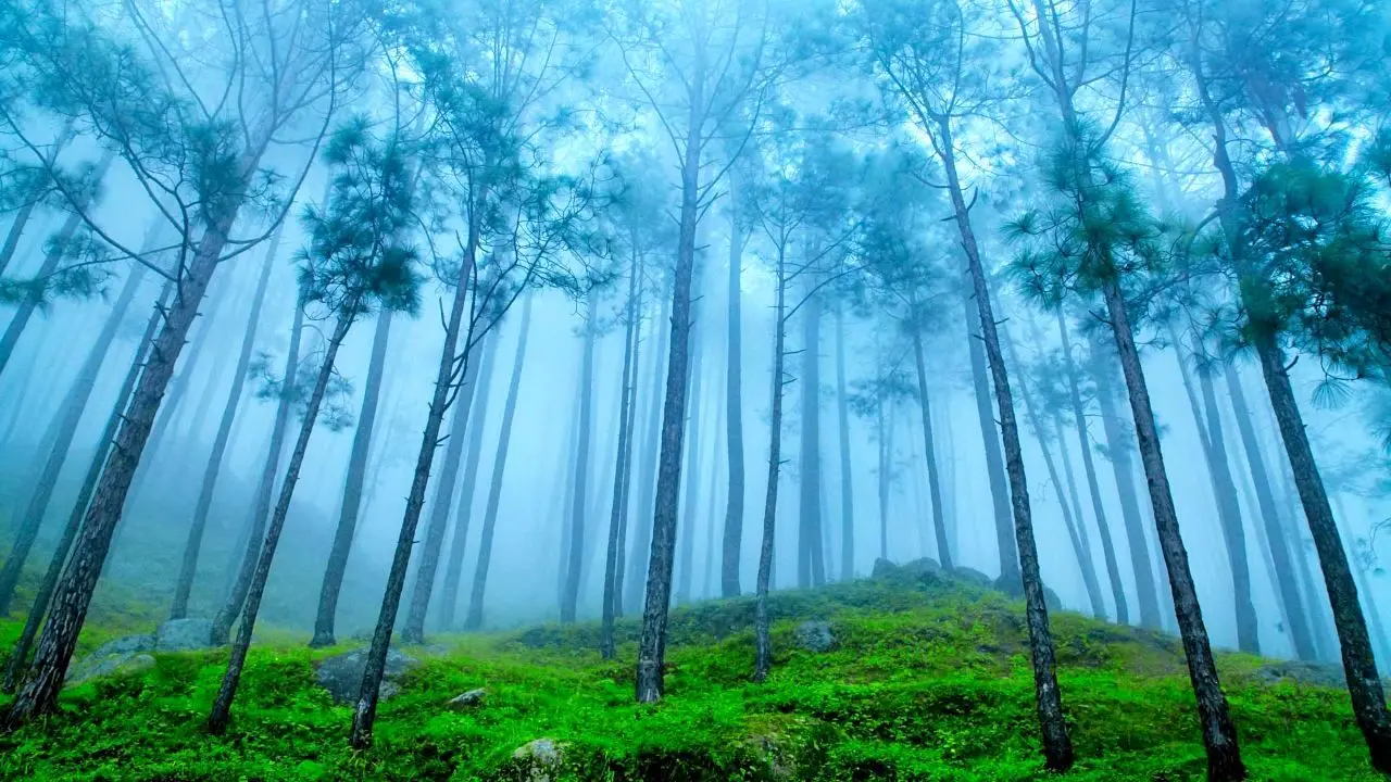 عکس روز بینگ، جنگل درختان کاج