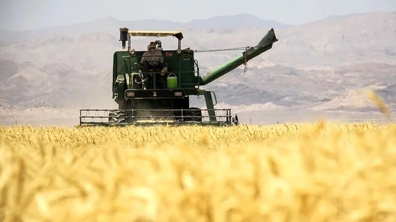 خودکفایی تولید گندم کشور در معرض تهدید قرار گرفت