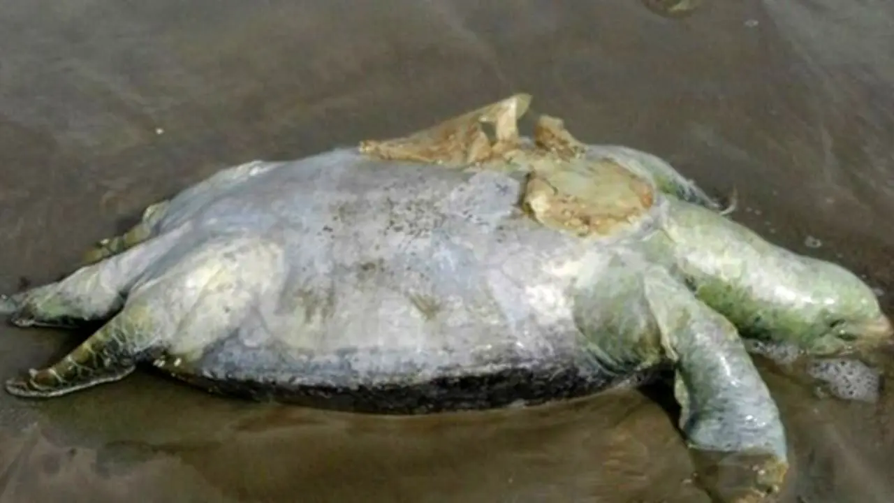 مرگ 30 لاکپشت در ساحل روستای درک