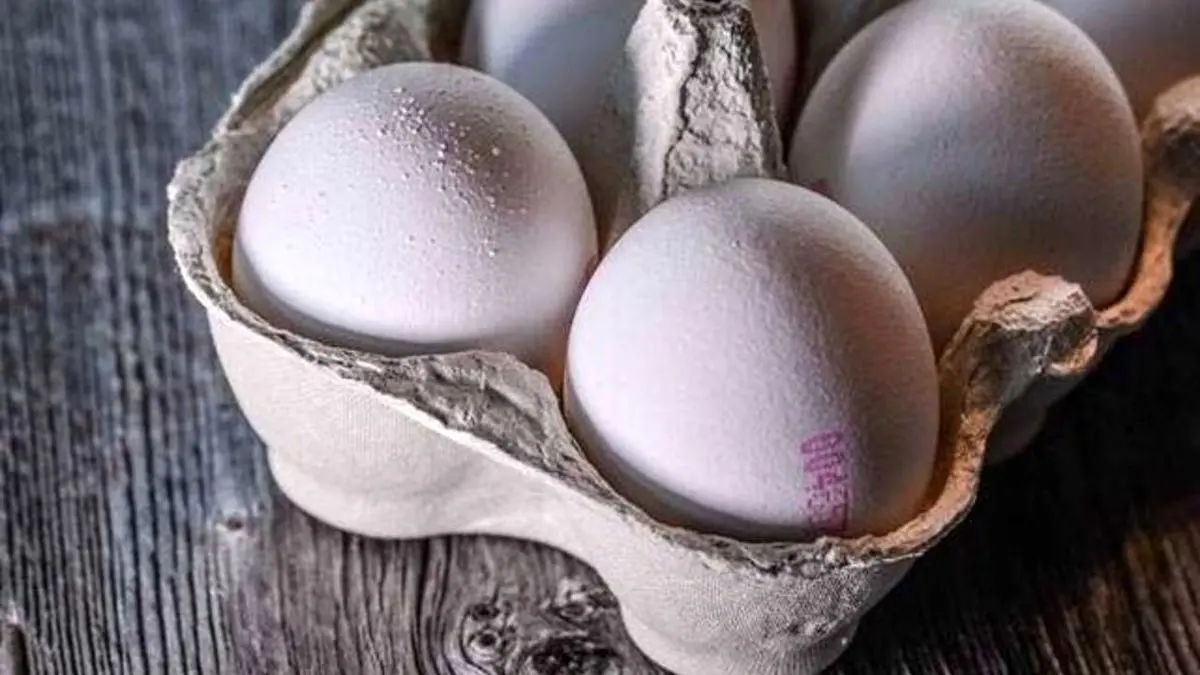 نیازی به واردات تخم مرغ نداریم/ قیمت هر کیلو تخم مرغ 8200 تومان
