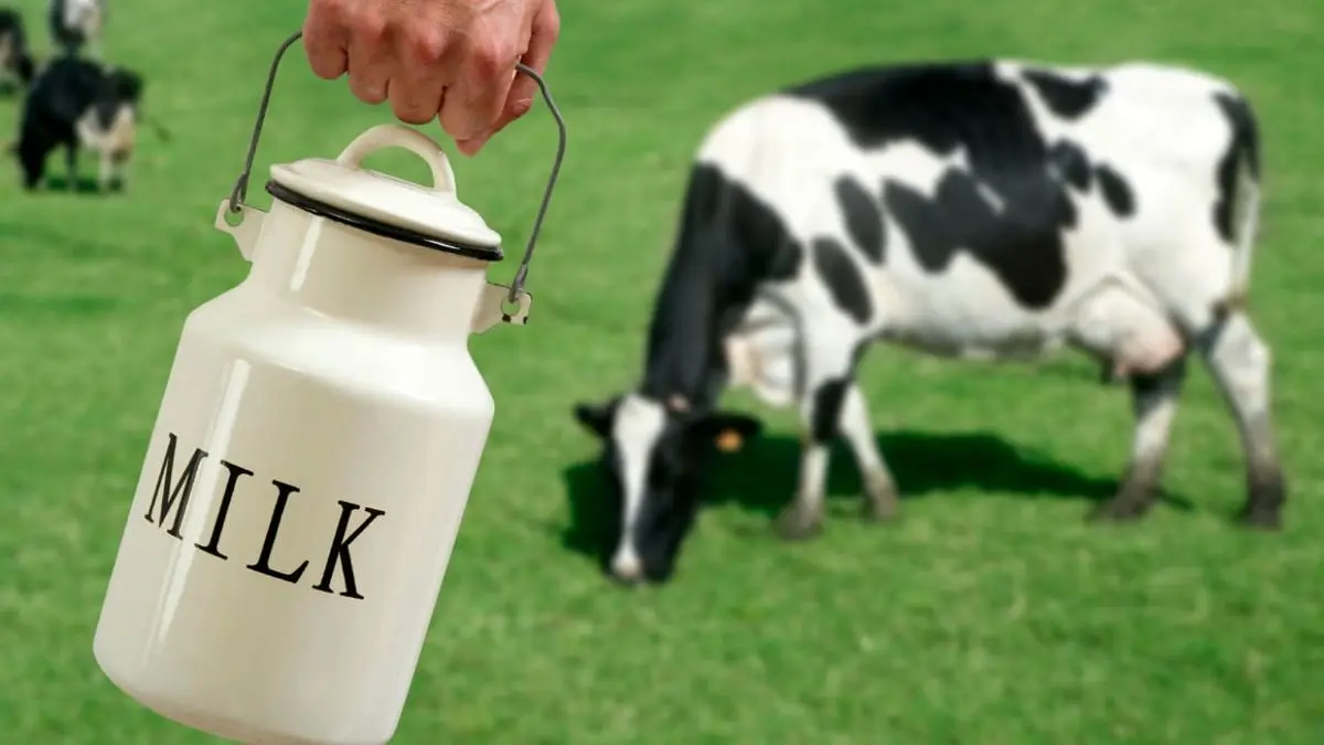 قیمت جدید شیرخام تصویب شد/2000 تومان درب دامداری