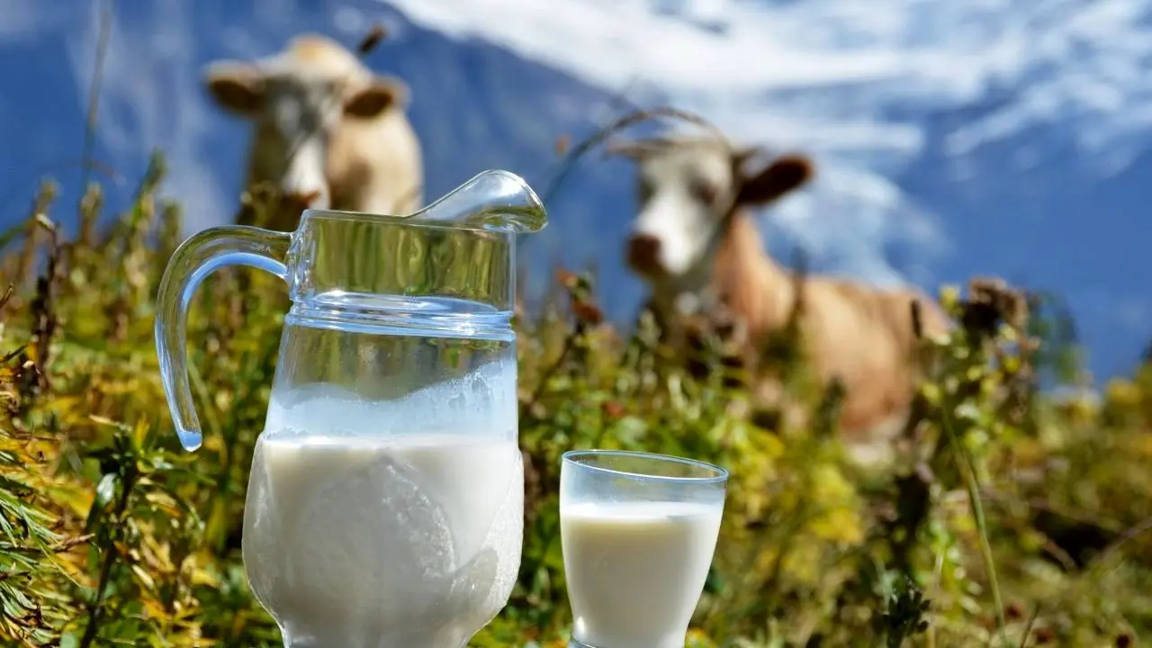 قیمت جدید شیر خام 2000 تومان تعیین شد