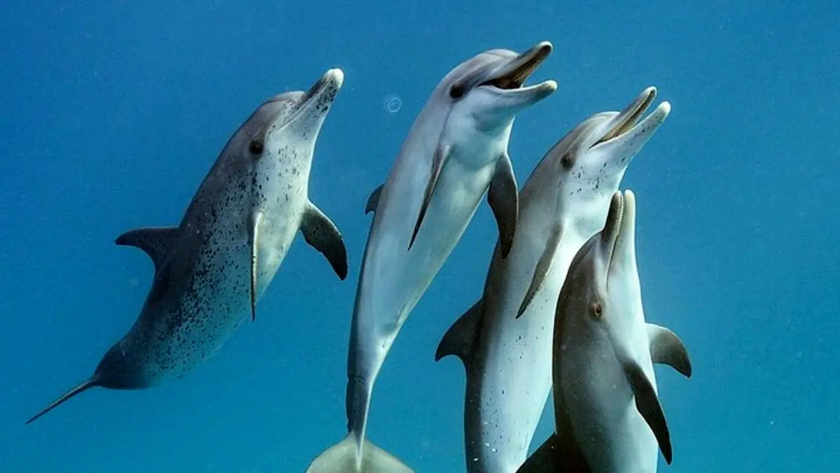 عکس روز نشنال جئوگرافیک، شنای دلفین‌ها