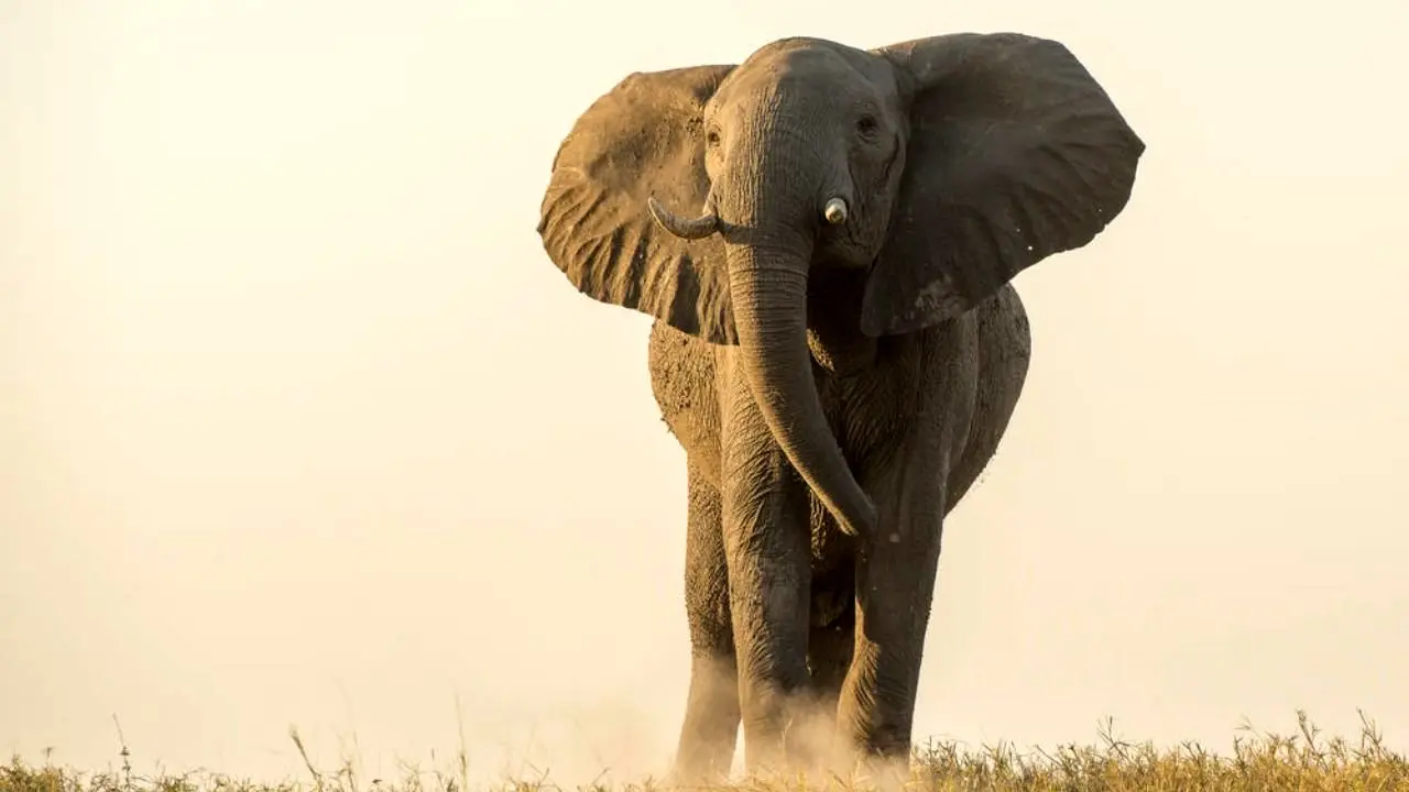 نجات فیل با لودر+ویدئو