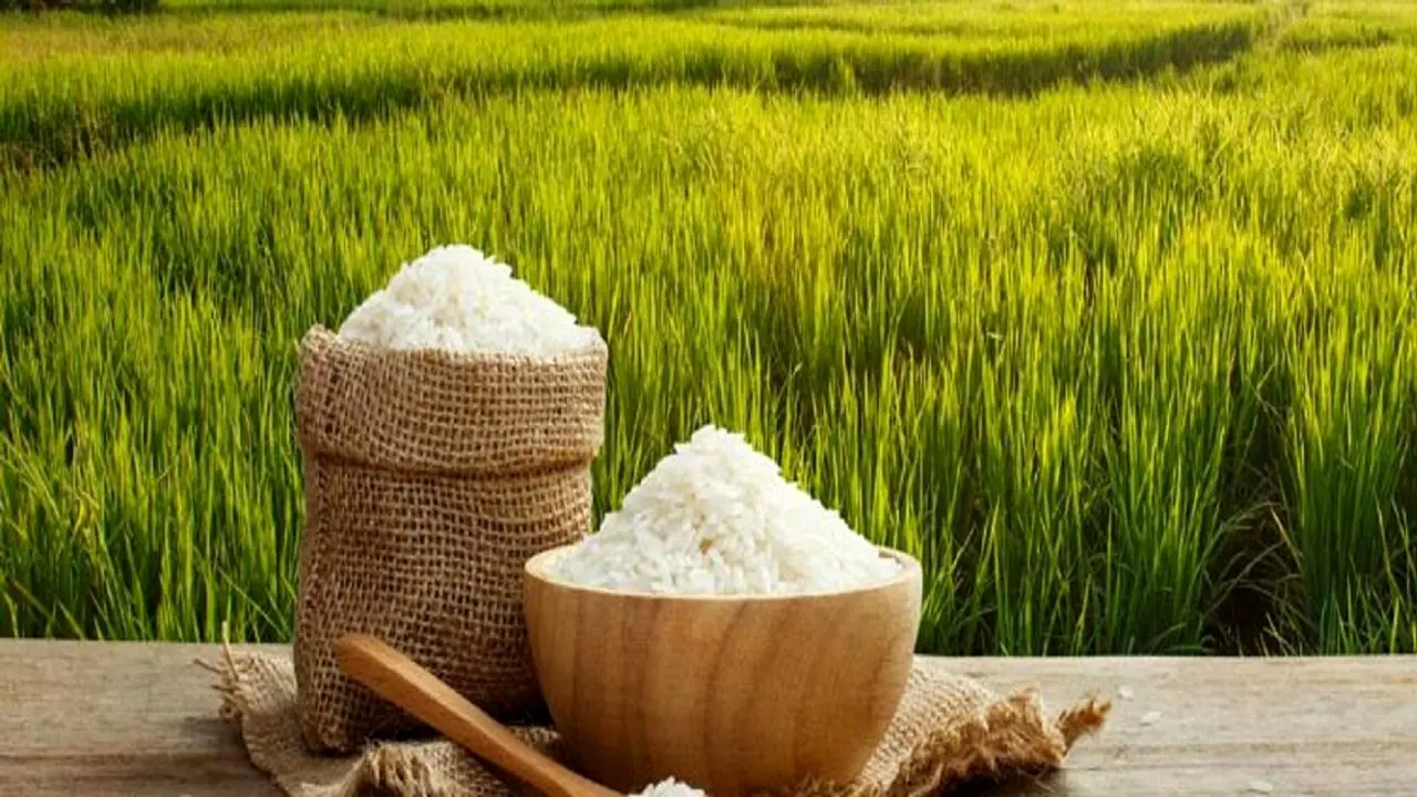صادرات برنج محلی مازندران به اروپا