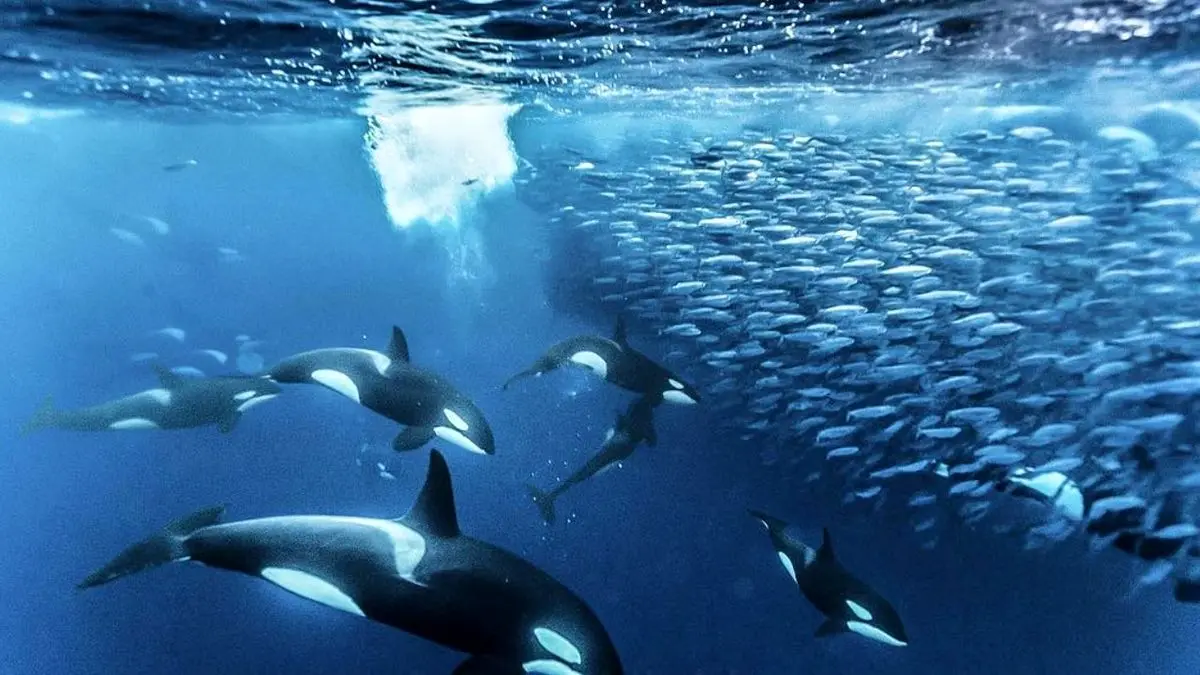 عکس روز اینستاگرام، نهنگ قاتل
