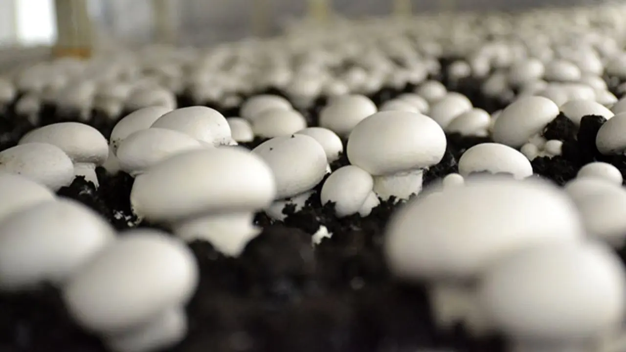 صادرات قارچ جانی دوباره گرفت/ نرخ فروش هر کیلو قارچ 10 هزار تومان
