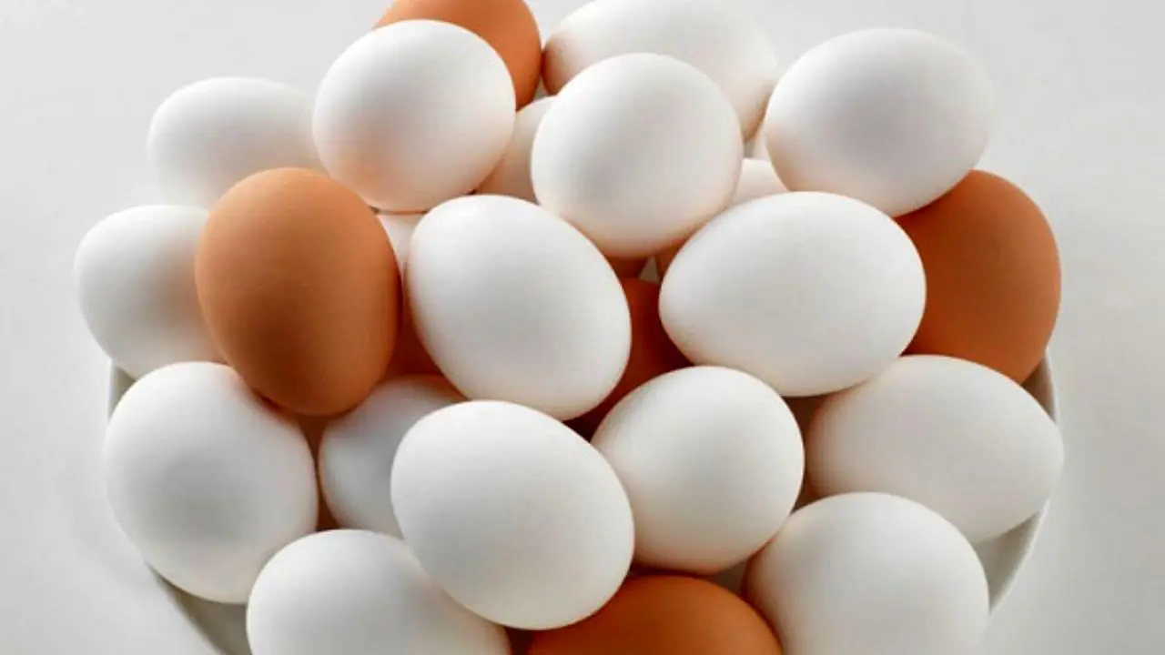 پرداخت یارانه دولتی به واردات تخم مرغ بی‌اعتنایی به تولید داخلی است/ ماهانه 5 میلیون تن تخم مرغ تولید می‌کنیم/ واردات تخم مرغ از بین بردن بیت المال است
