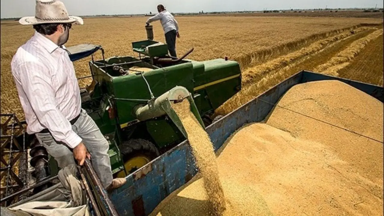 رشد 13 درصدی نرخ خرید تضمینی گندم انگیزشی برای کشاورزان ایجاد نمی‌کند