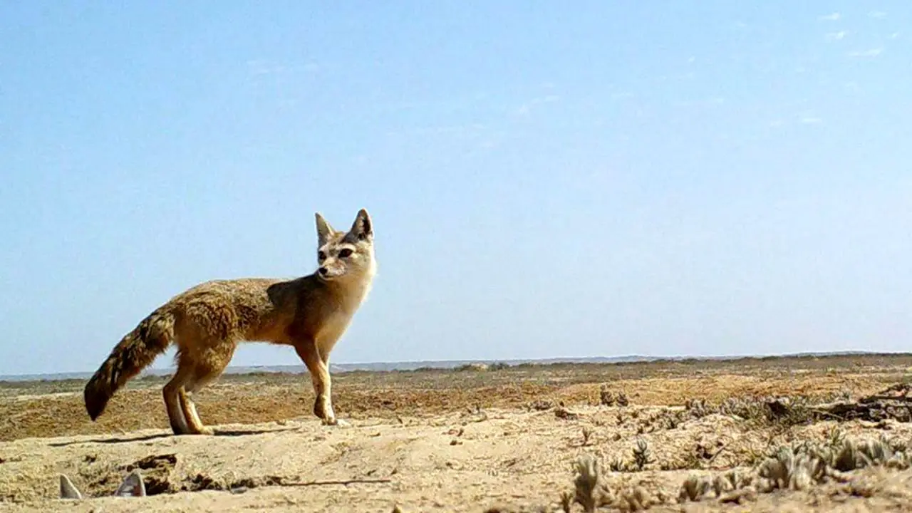 روباه ترکمنی در آستانه انقراض
