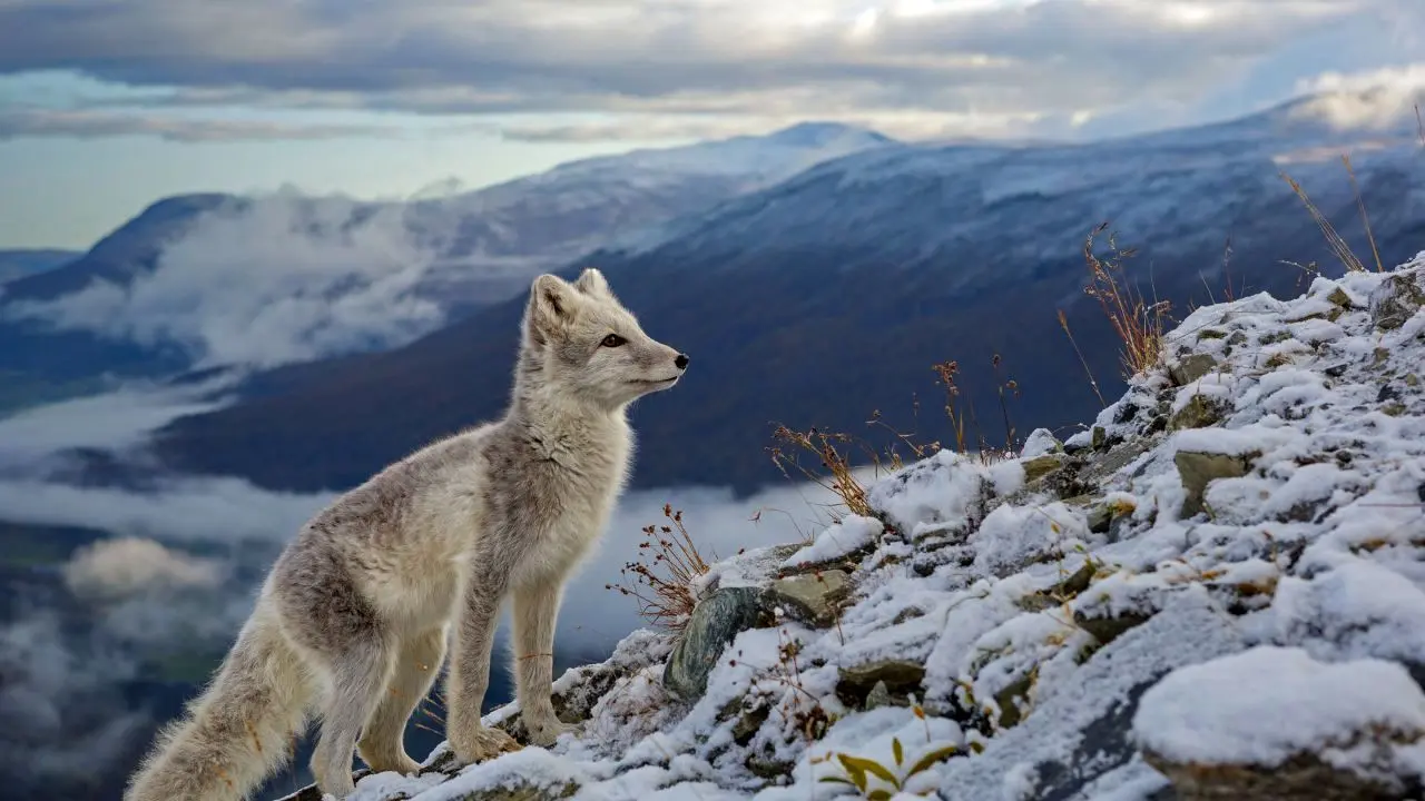 عکس روز بینگ، بچه روباه قطبی