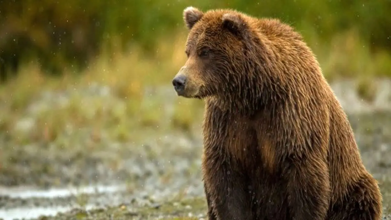 شناسایی 30 قلاده خرس قهوه‌ای