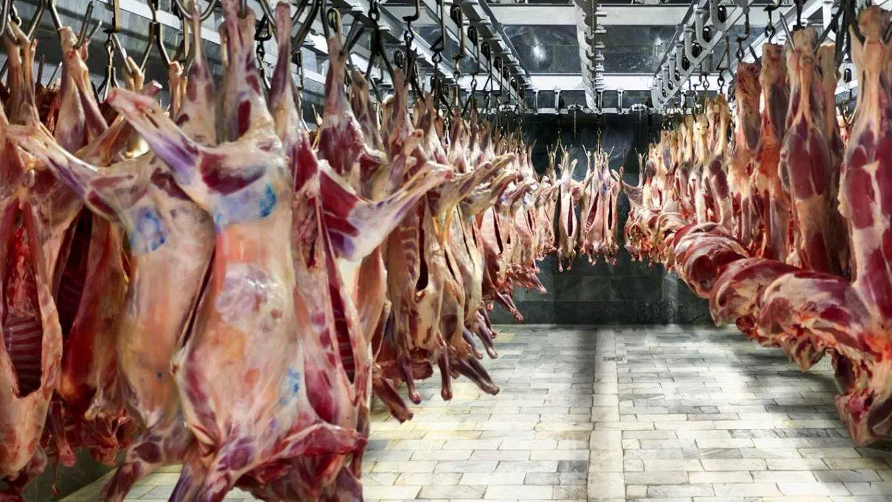 واردات روزانه 160 تن گوشت گرم به کشور/رکود بر بازار گوشت گوسفندی حاکم است