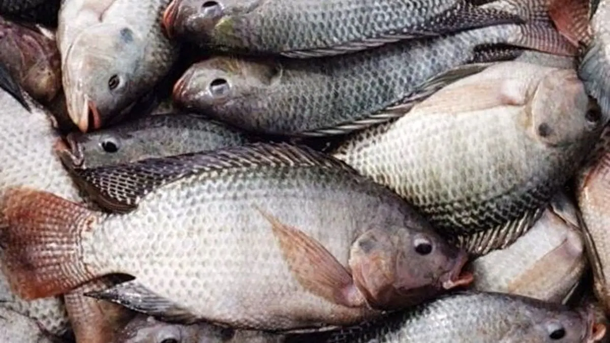 ماهی‌ تیلا پیلا به محیط زیست خوزستان آسیب میزند/ تیلا پیلا ارزش اقتصادی ندارد