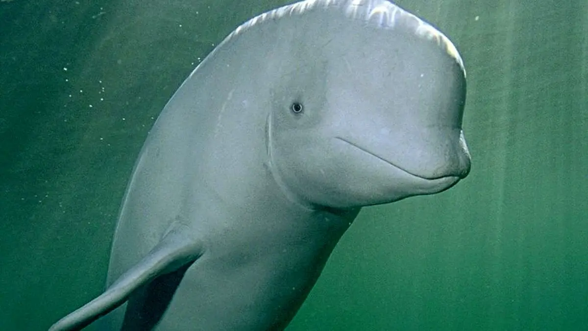 عکس روز اینستاگرام، نهنگ سفید