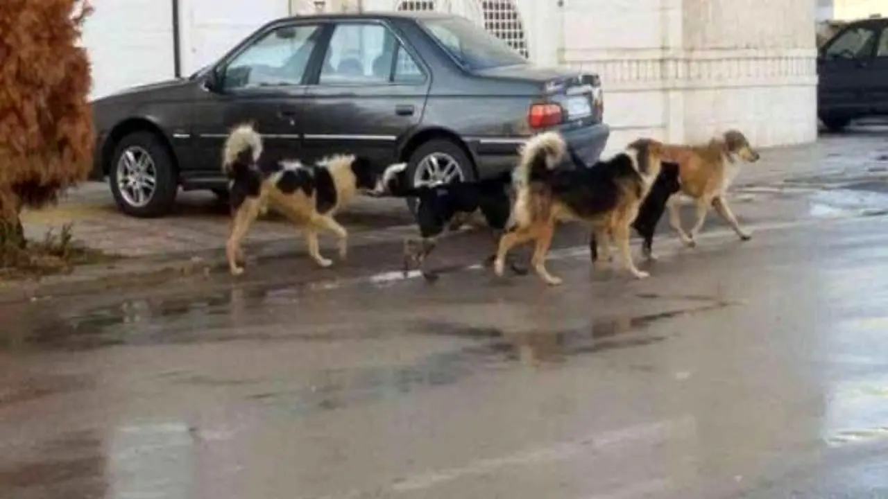 افزایش سگ‌های ولگرد در حاشیه شهر