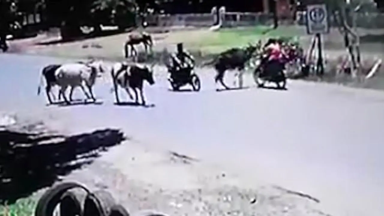 تصادف خنده‌دار گاو و موتورسوار+ویدئو