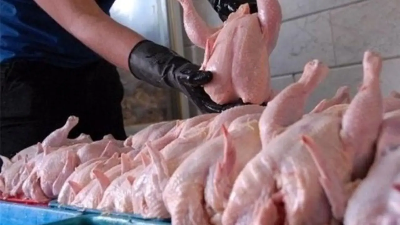 افزایش قیمت مواد پروتئینی عامل اصلی هجوم افراد برای خرید مرغ است