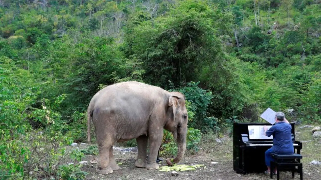 فیل‌هایی که هنگام غذا خوردن موتسارت و بتهوون گوش می‌دهند +عکس