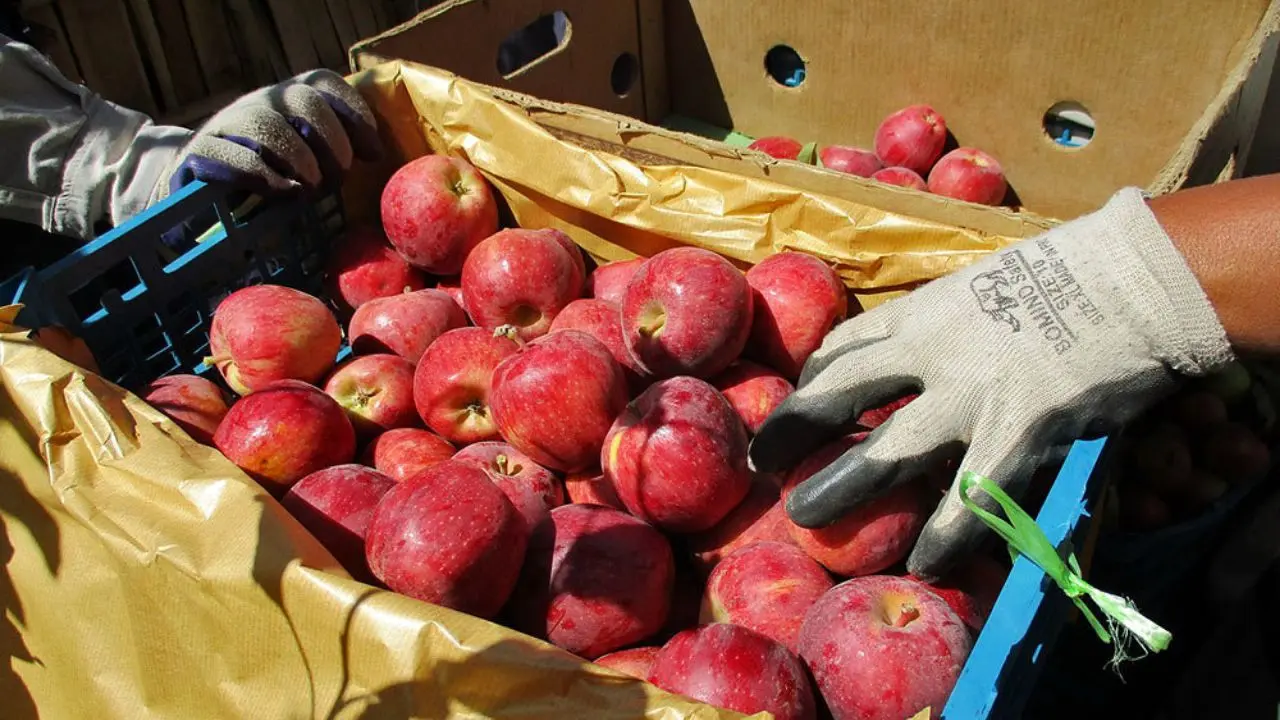 محصولی که روی دست باغداران ماند؛ سیب‌های آذربایجان غربی خریدار ندارد
