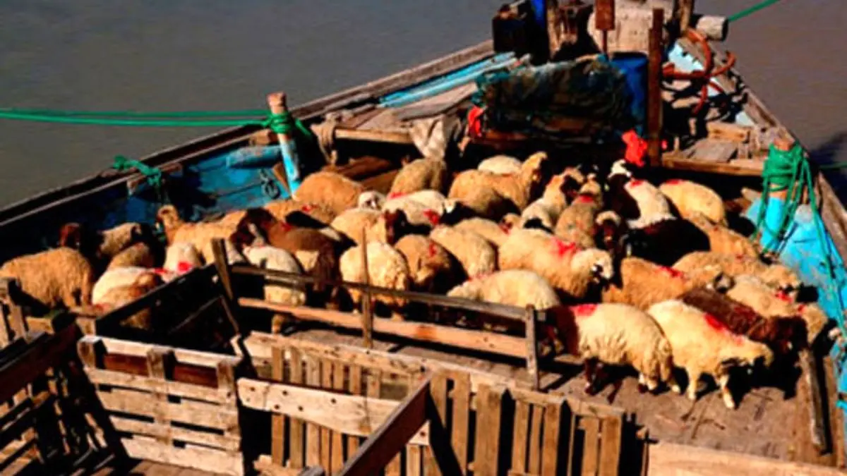 گاو و گوسفند در روز روشن قاچاق می‌شود/ گوشت در سفره کارگر جایی ندارد