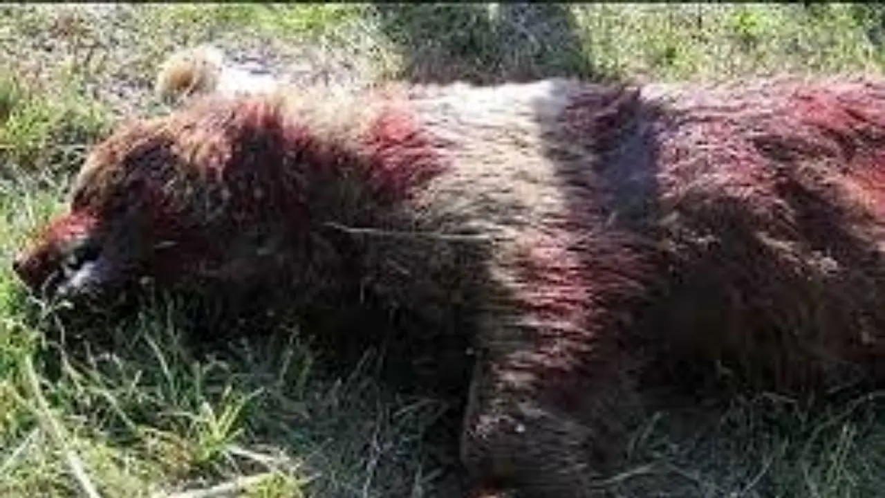 مرگ یک قلاده خرس قهوه‌ای بر اثر گلوله