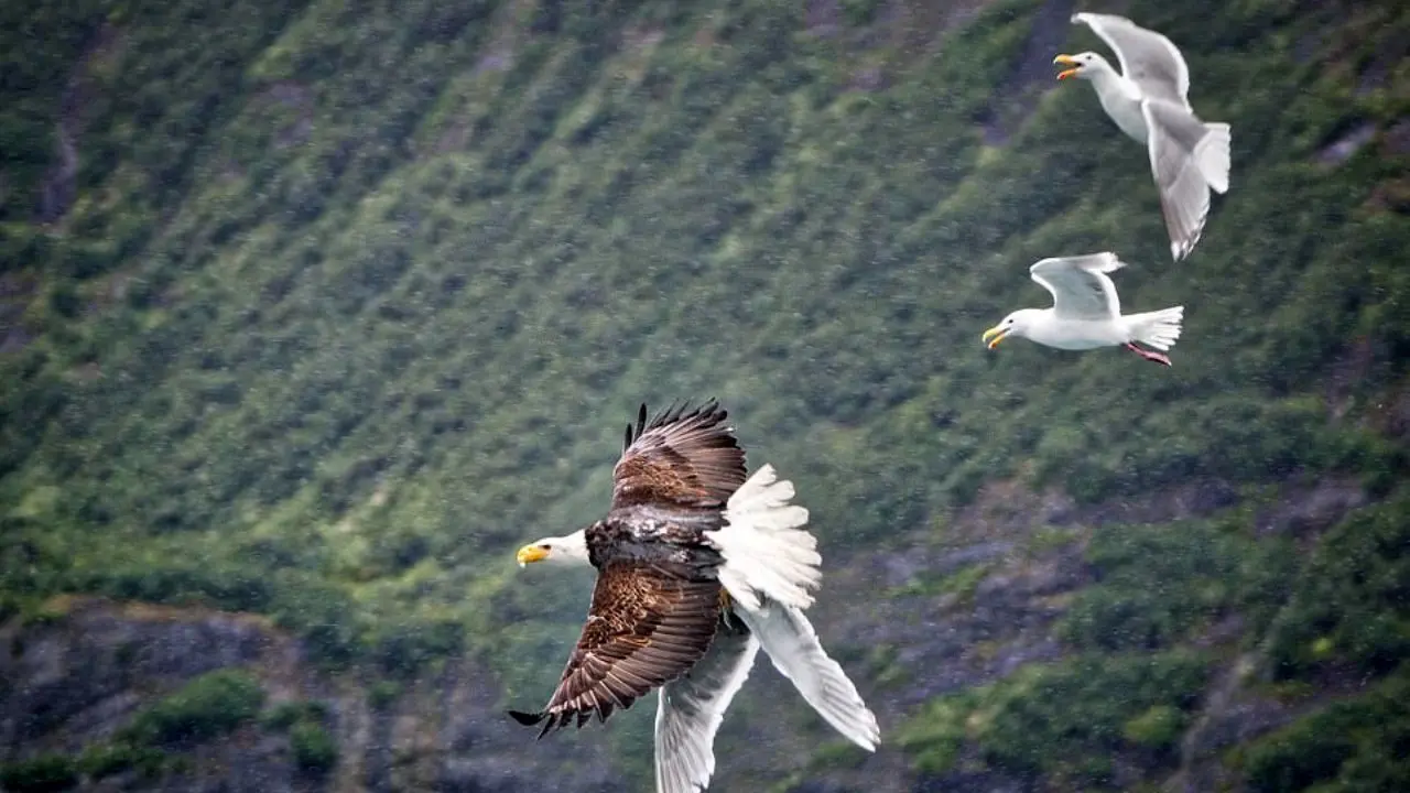 حمله مرغ دریایی به عقاب برای نجات دوستش+عکس