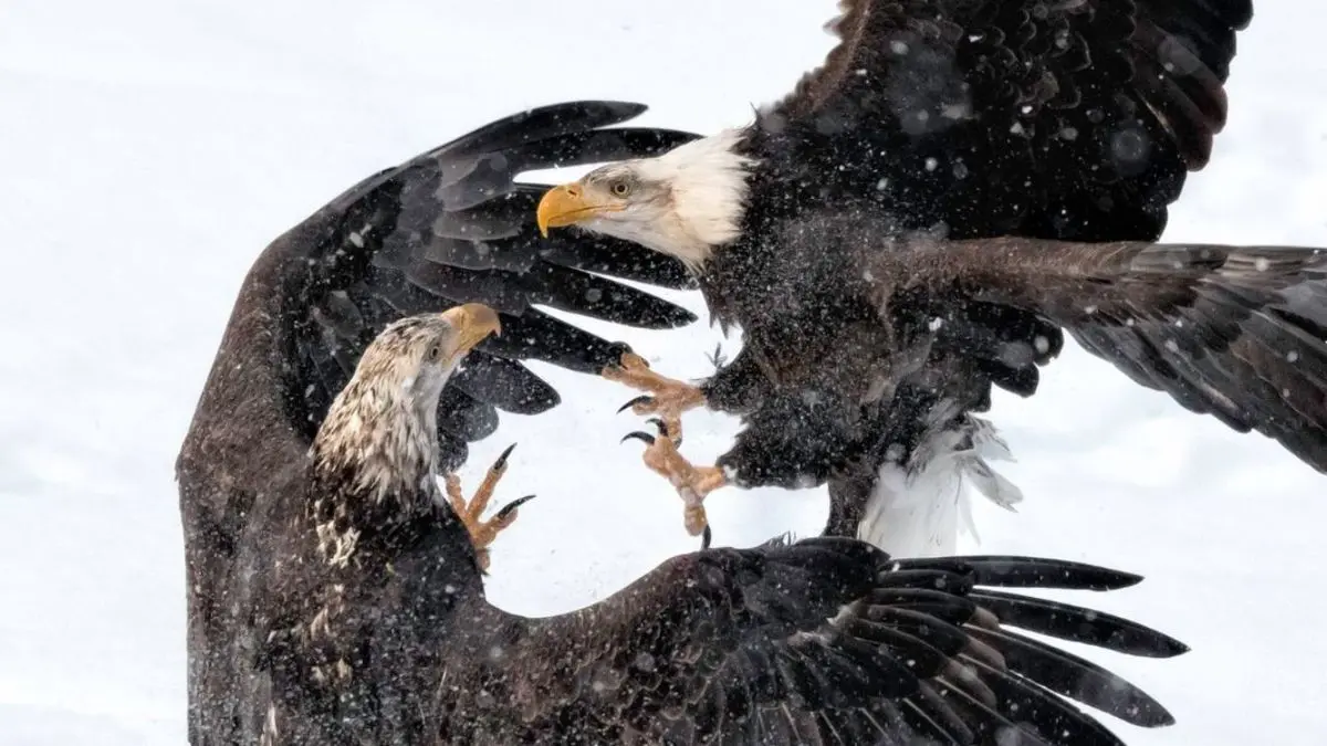 عکس روز نشنال جئوگرافیک، نبرد عقاب‌ها