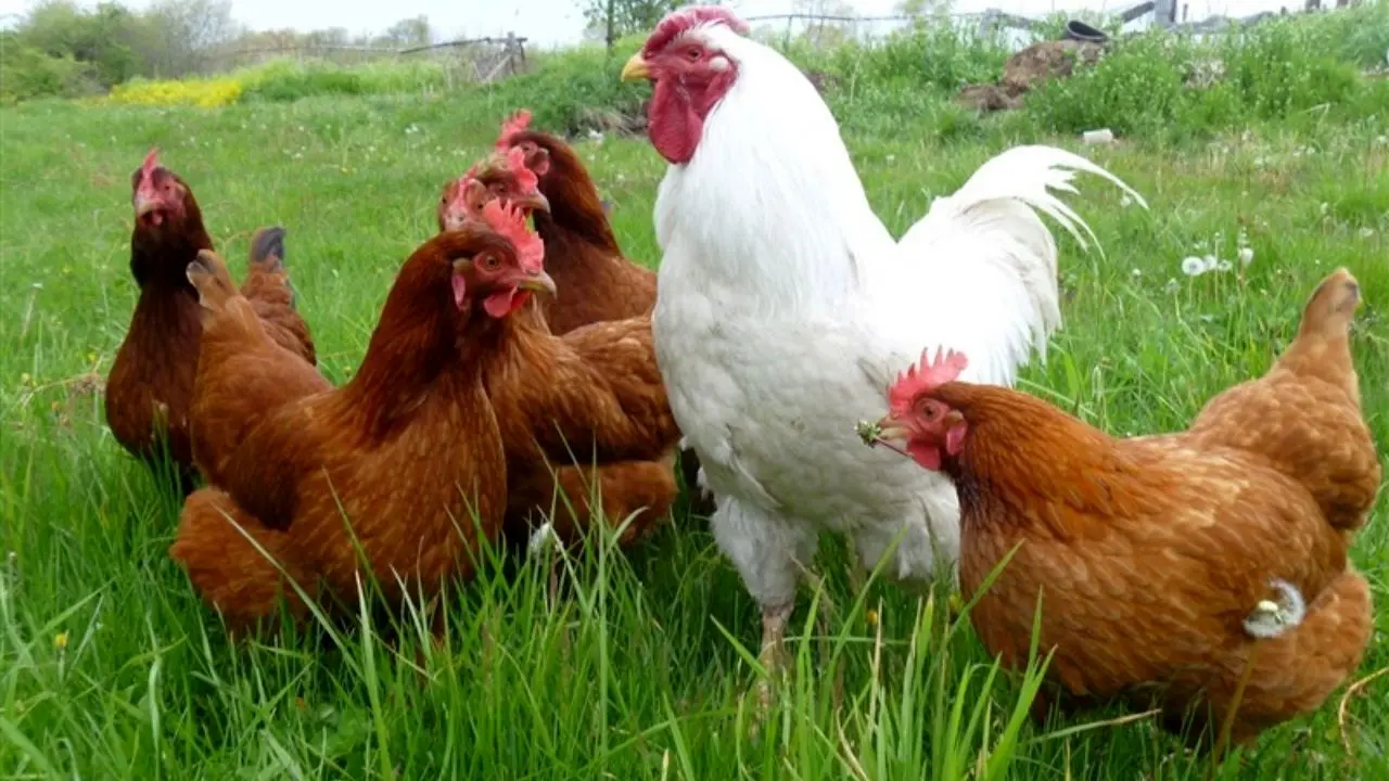 ممنوعیت خرید و فروش مرغ زنده بیشتر از 8700 تومان