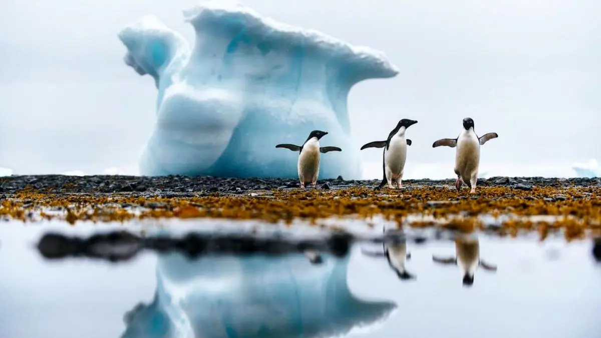 عکس روز اینستاگرام، پنگوئن‌های بازیگوش