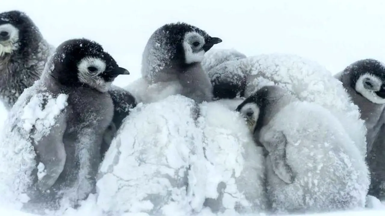 حیوانات در زمستان چطور گرم می‌شوند؟ + تصاویر
