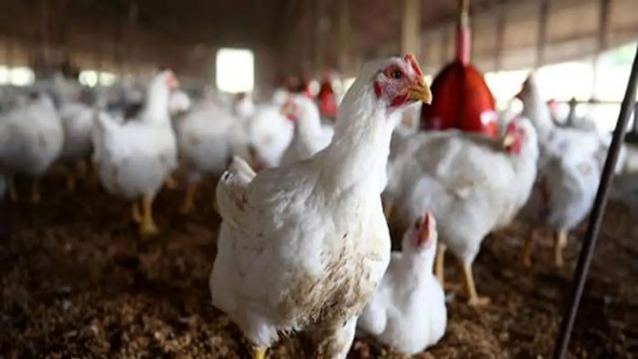برنامه دولت برای تنظیم بازار مرغ و تخم مرغ