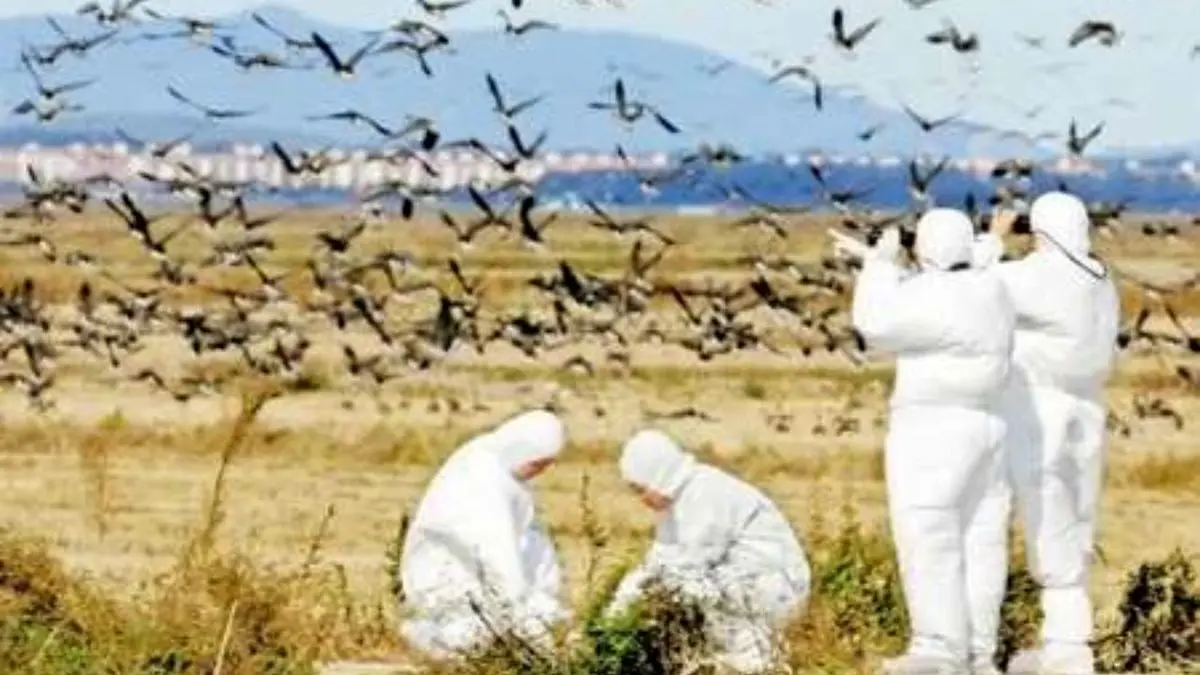 خطر آنفلوانزای فوق حاد پرندگان در خراسان جنوبی