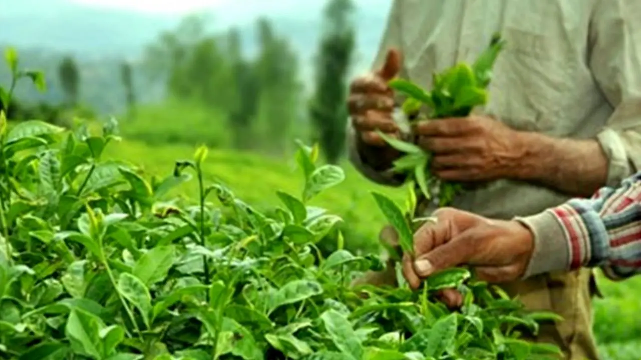 رشد 5.7 برابری درآمد چایکاران از محل تحویل برگ سبز چای