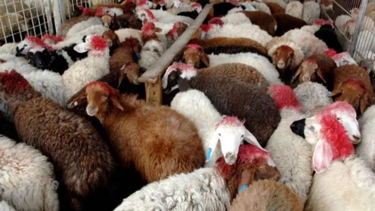 آغاز واردات گوسفند از هفته آینده