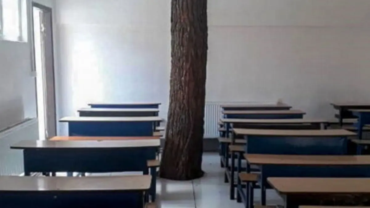 درختی که هم‌پای دانش‌آموزان درس می‌خواند
