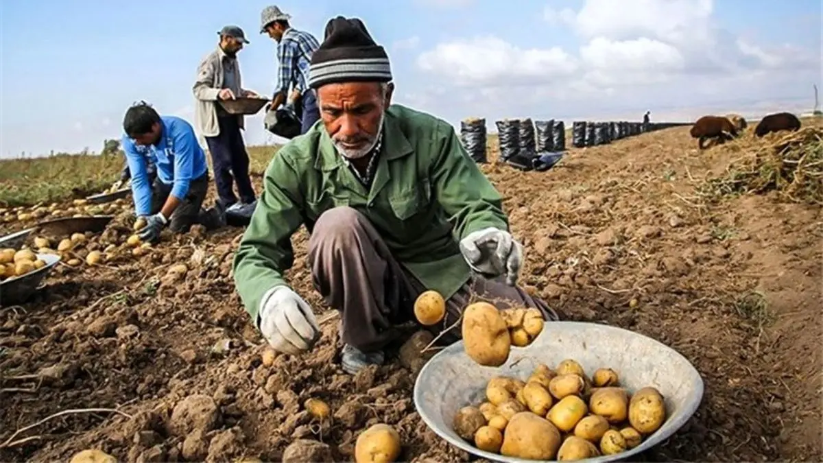 مردم نگران کمبود سیب زمینی نباشند