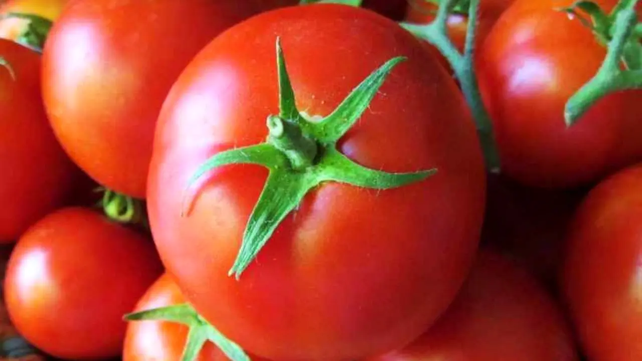 مجوز صادرات 15درصد گوجه فرنگی بزودی ابلاغ می شود