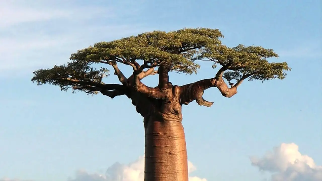 درختان باستانی آفریقا در حال مرگ هستند