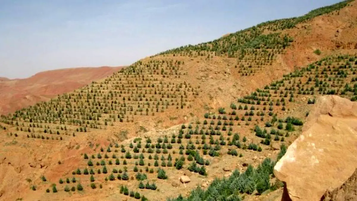 پروژه بیولوژیک بخش جنگل استان کرمان چقدر پیشرفت داشته است؟