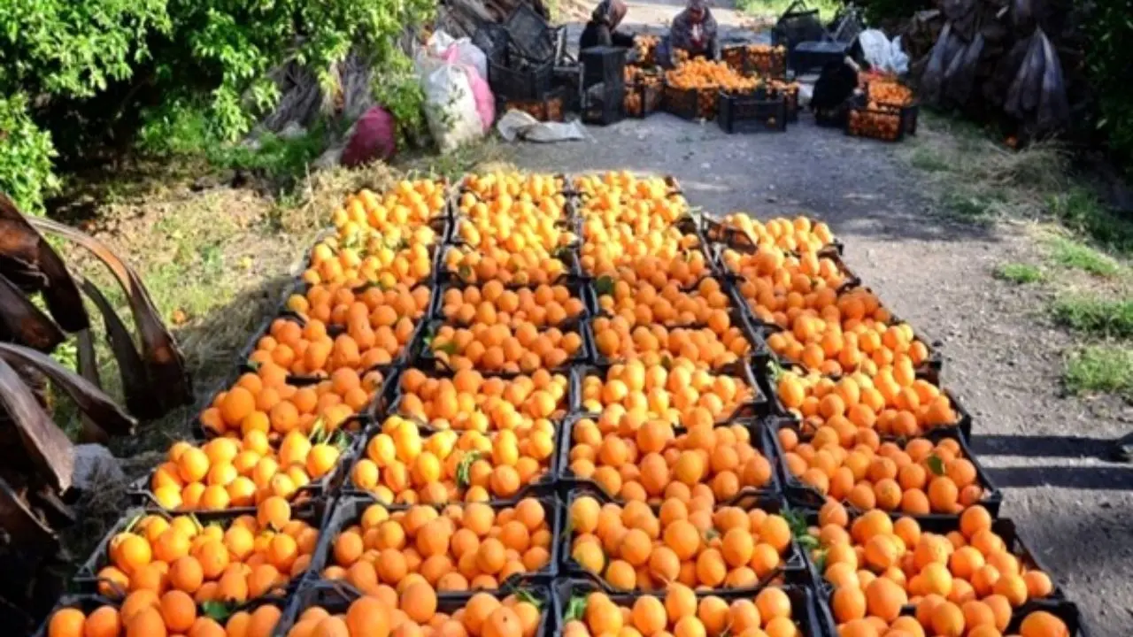 قیمت پرتقال شب عید 3100 تومان تعیین شد