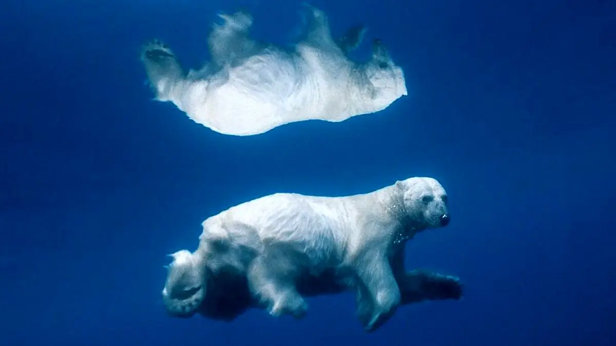 عکس روز اینستاگرام، خرس قطبی زیر آب