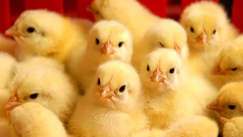 افزایش 14درصدی جوجه ریزی مرغداران برای تامین بازارعید