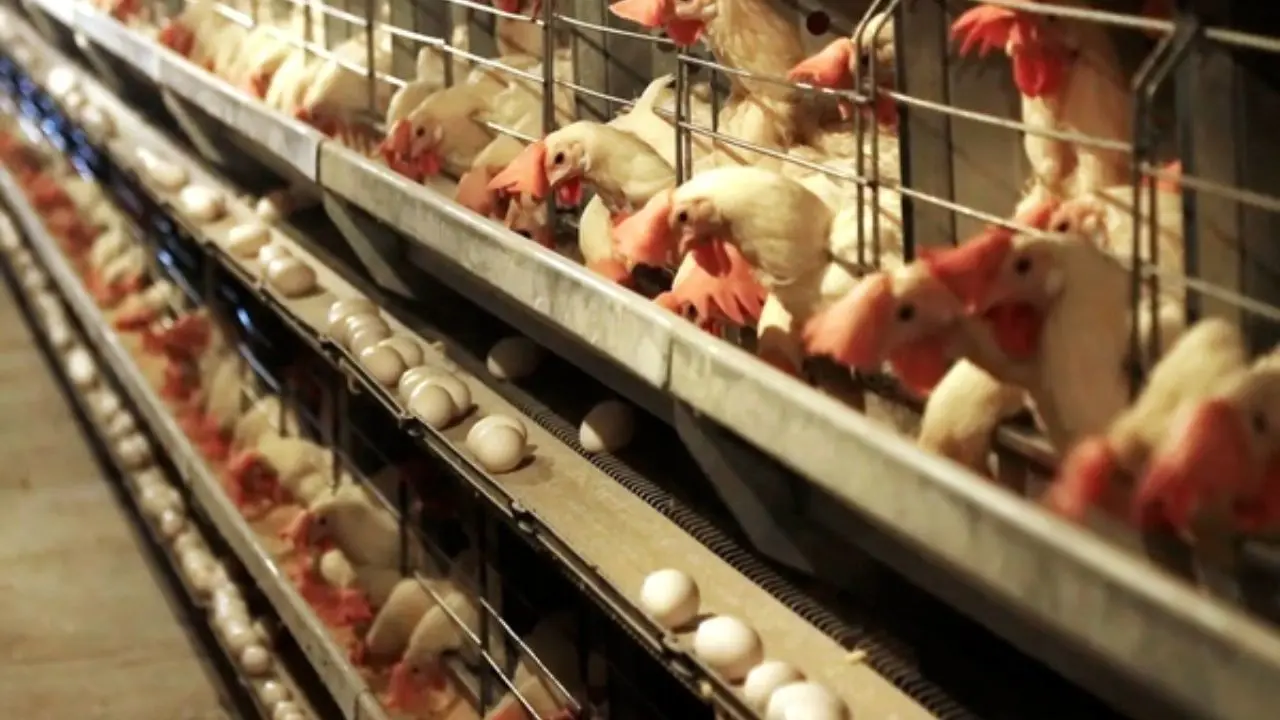 نبود نهاده دامی، چالشی برای صنعت مرغداری/ مرغ ها گرسنه اند