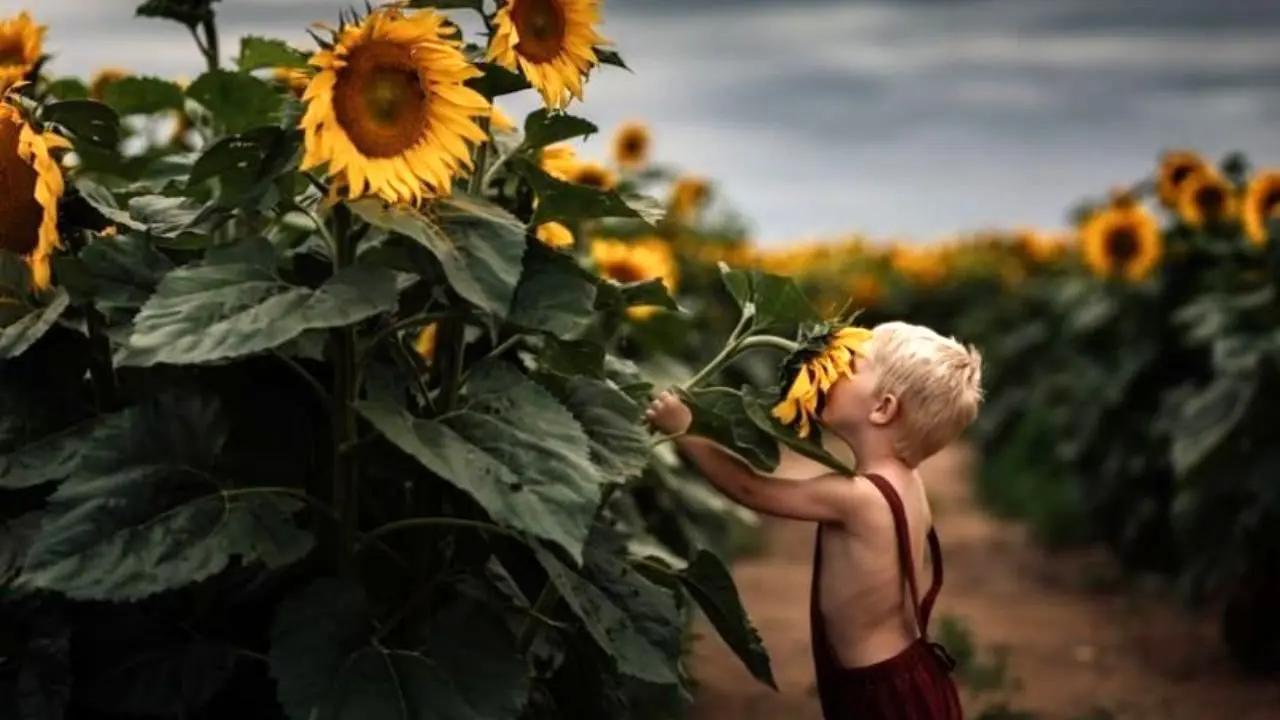 بوییدن گل آفتابگردان؛ عکس روز نشنال‌جئوگرافیک + عکس