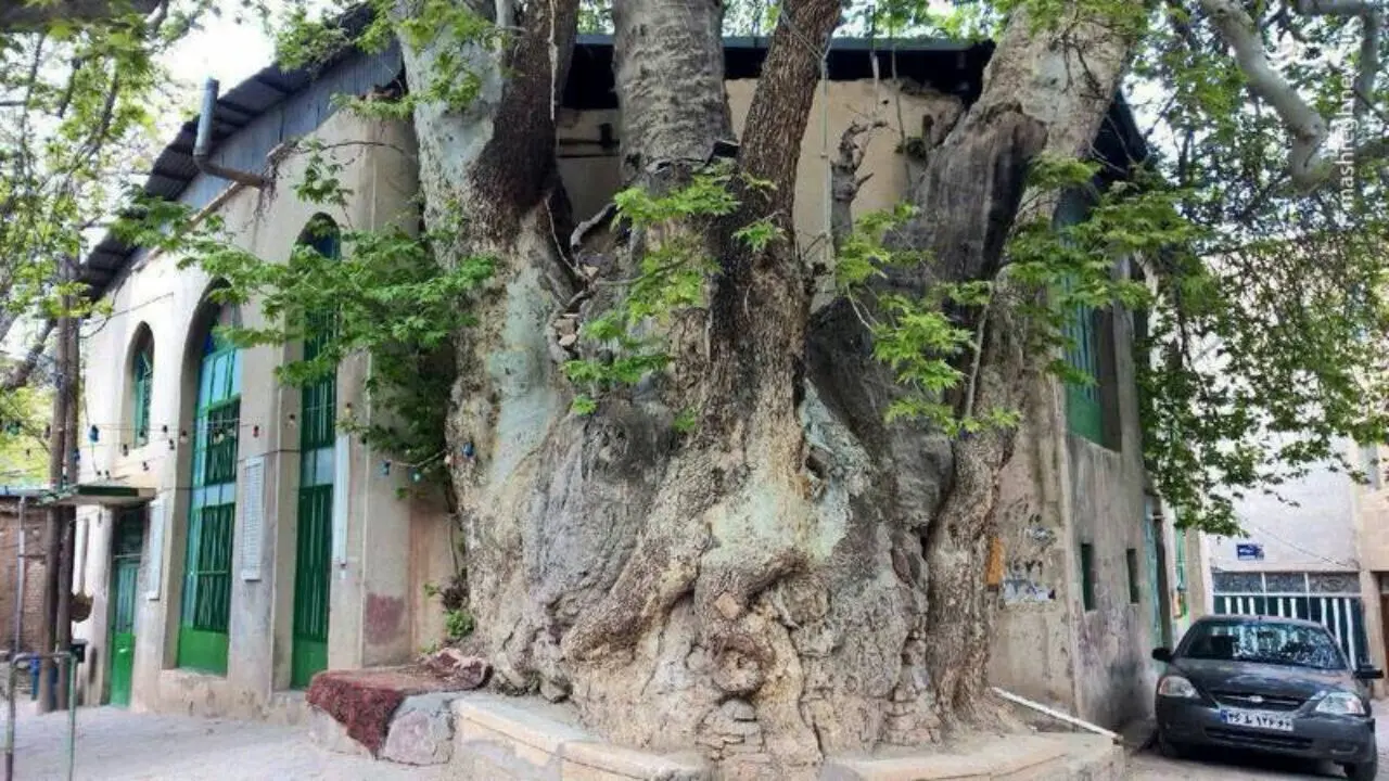 درخت 1500ساله + عکس