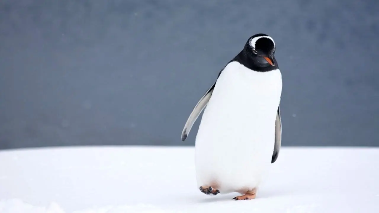 ویدئویی دلهره‌آور از فرار پنگوئن برای نجات+ویدئو