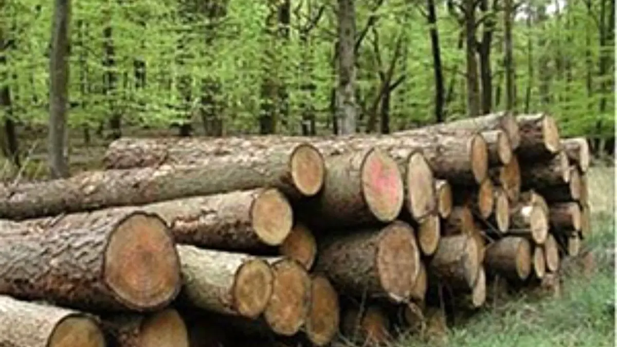 هیچ‌گونه مجوز خروج چوب از استان آذربایجان شرقی صادر نمی‌شود